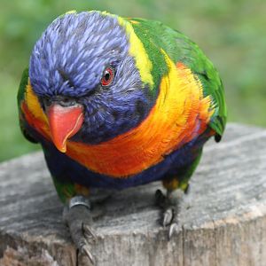 Rainbow lorikeet