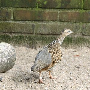 Black fracolin - Female