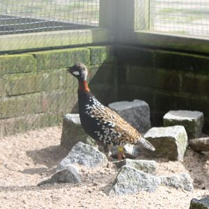 Black francolin - Male