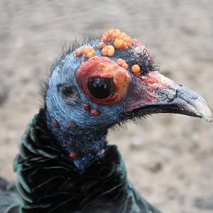 Ocellated turkey