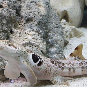 Epaulette shark