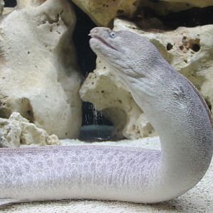 Peppered moray