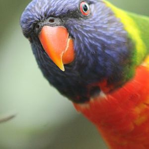 Swainson's lorikeet
