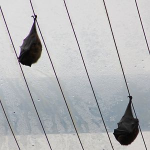 Flying foxes