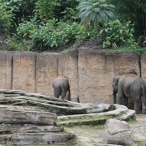 Asian elephants Indoors