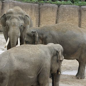 Asian elephants