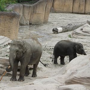 Asian elephants