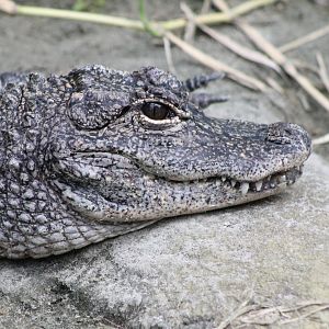 Chinese alligator