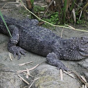 Chinese alligator