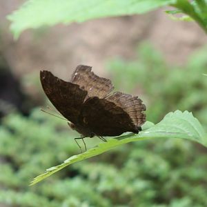 Butterfly ID