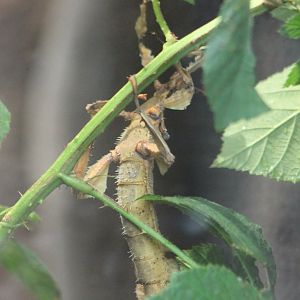 Australian stick-insect