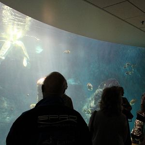 Large Aquarium