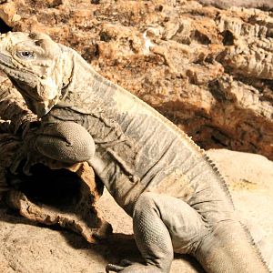 Rhinoceros iguana