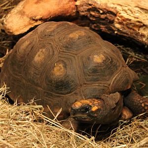 Red-footed tortoise