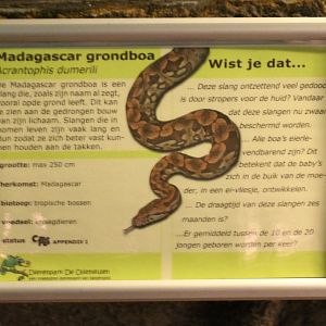 Sign Dumeril's boa