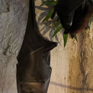 Malayan flying fox