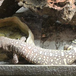 Beaded lizard