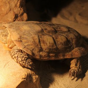 Pancake tortoise