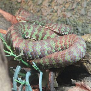 Beautiful pitviper