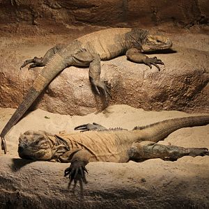 Rhinoceros iguanas