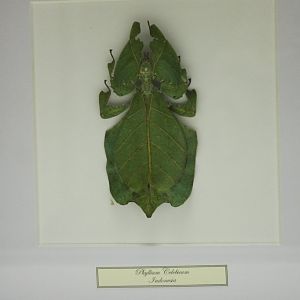 Phyllium celebicum