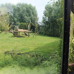 Viewing-window Lions