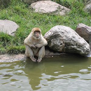 Barbary macaque