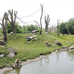 Barbary macaque-enclosure