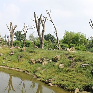 Barbary macaque-enclosure