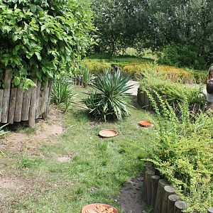Enclosure Hermann's tortoise