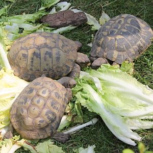 Hermann's tortoises