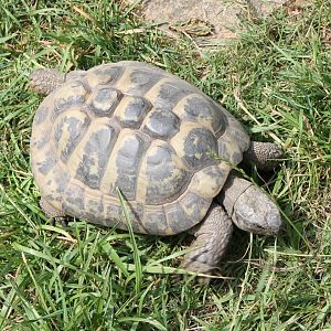 Hermann's tortoise