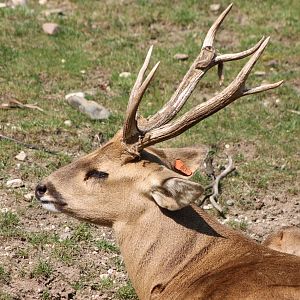 Hog deer