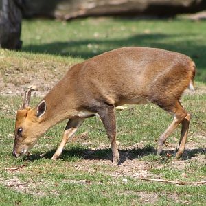 Reeves muntjac