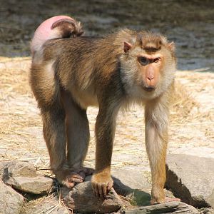 Pig-tailed macaque