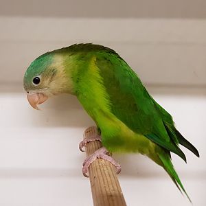 Grey-cheeked parakeet