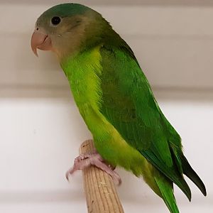 Grey-cheeked parakeet