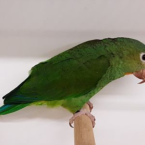 Cobalt-winged parakeet