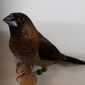 White-rumped munia