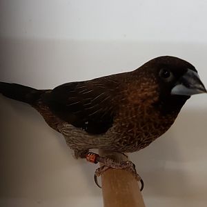 White-rumped munia