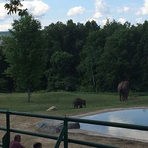 Asian Elephant Preserve