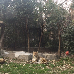 Video: Female leopard invites male for copulation