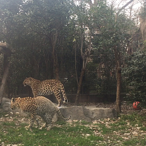 Video: Leopard copulation