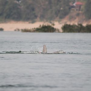 Irrawaddy Dolphin (Orcaella brevirostris)