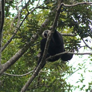 Pileated Gibbon (Hylobates pileatus)
