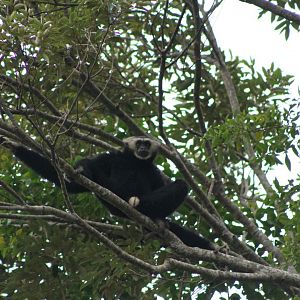 Pileated Gibbon (Hylobates pileatus)