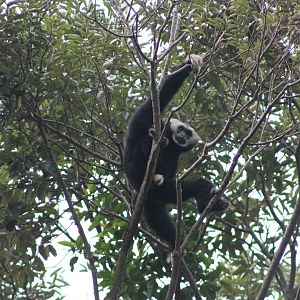 Pileated Gibbon (Hylobates pileatus)