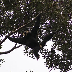 Pileated Gibbon (Hylobates pileatus)
