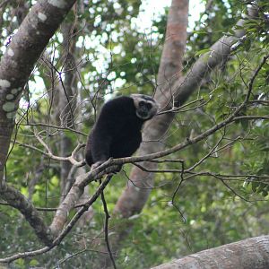 Pileated Gibbon (Hylobates pileatus)