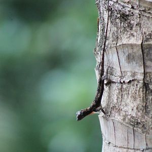 Flying Dragon (Draco sp.)